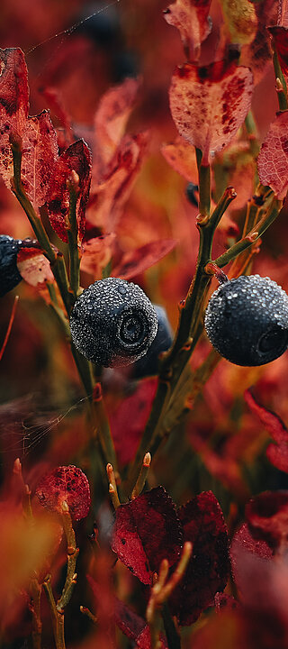 [Translate to Englisch:] Mit Morgentau bedeckte Heidelbeeren im Herbst. © PhotoCredit: Lens Collective/ Kevin Fankhauser
