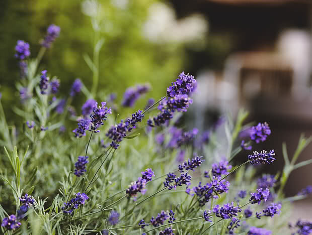 Nahaufnahme von blühendem Lavendel in einem Gartenbereich mit unscharfem Hintergrund und Sitzmöbeln.