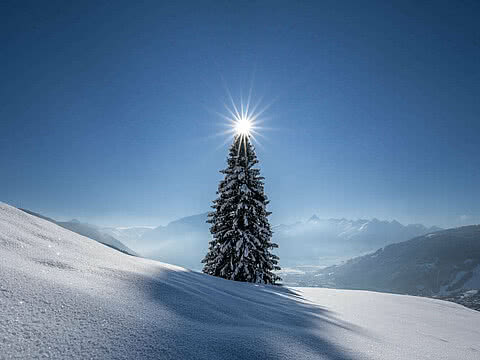 Einsamer, schneebedeckter Baum auf einer weißen Winterlandschaft mit Sonnenschein durch die Spitze. Im Hintergrund die Berge unter klarem, blauem Himmel.